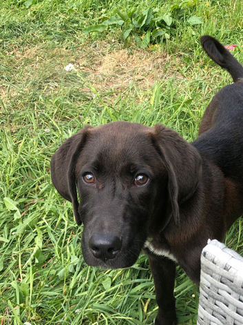 I have a viszla x labrador for sale