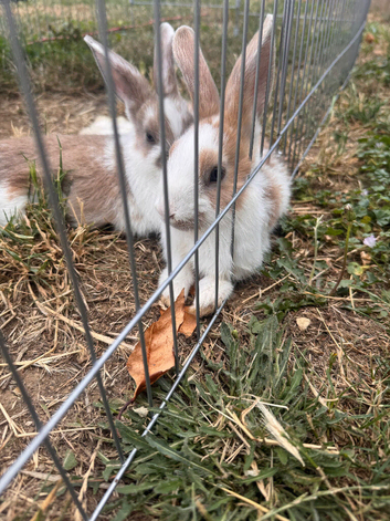 Bunnies