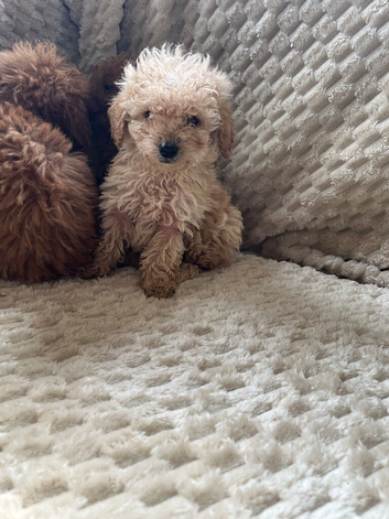 Cockapoo x poodle