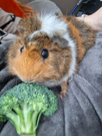 Guniea pigs