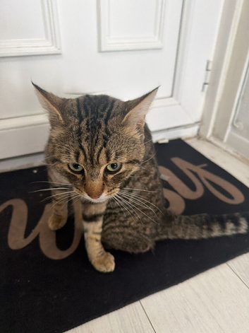 Cat for sale