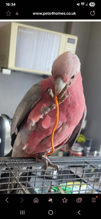 2yr old male Galah cockatoo