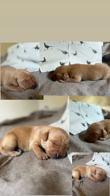 Fox red Labrador puppies