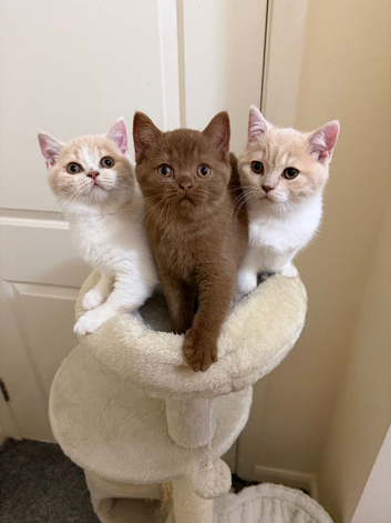 Beautiful GCCF British Shorthair Kittens Ready Now