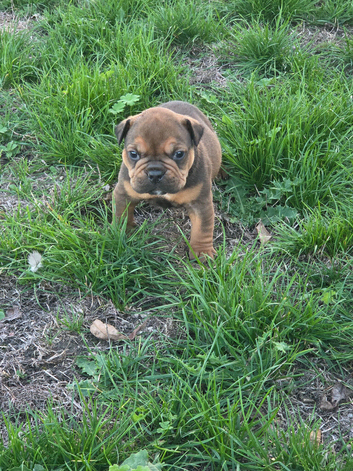 Olde english bulldogs 1 girl left