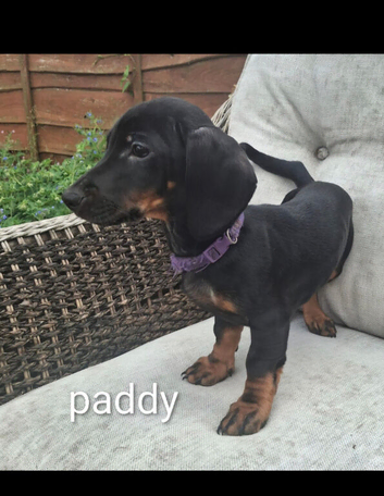 Sausage dog, dachaund