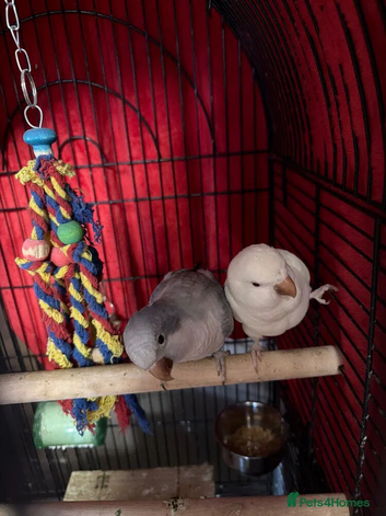 Quaker parrots x2