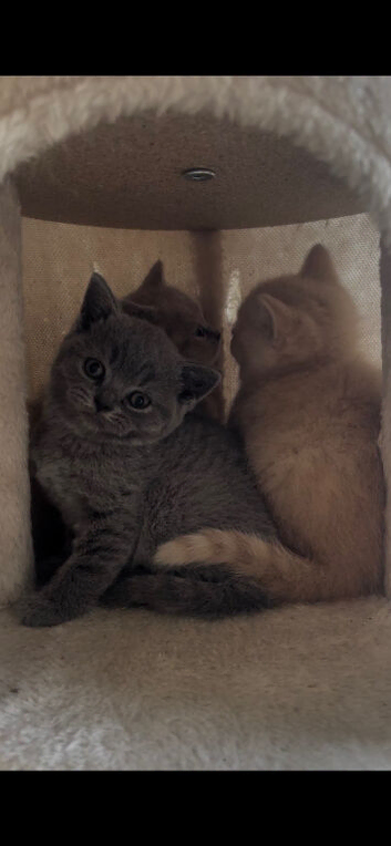 British short hair kittens