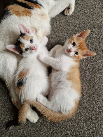 Beautiful kittens ready for their furever homes