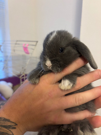 Mini Lops