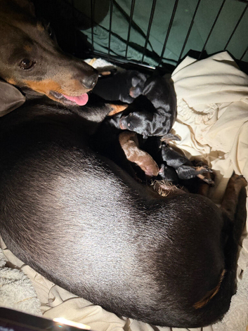 Serious enquiries only these are my babies, only the most loving forever homes need apply