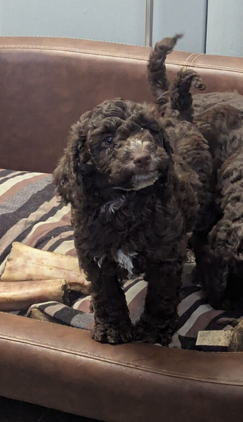 Beautiful cockapoo babies avaiable
