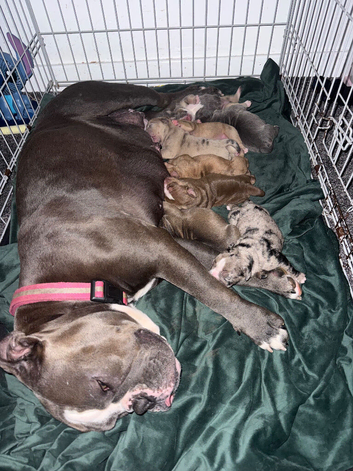 Old English Bulldogs
