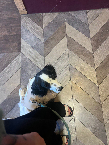 6 month old cocker spaniel for rehome