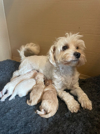 Holistic Malipoos for sale