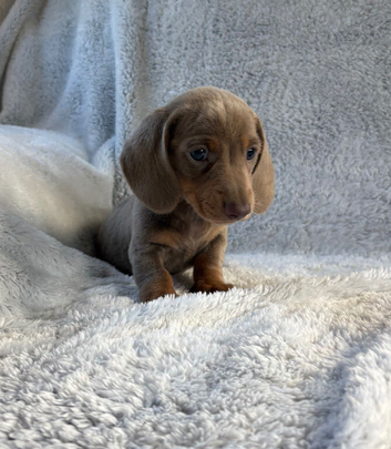 Miniature dachshund