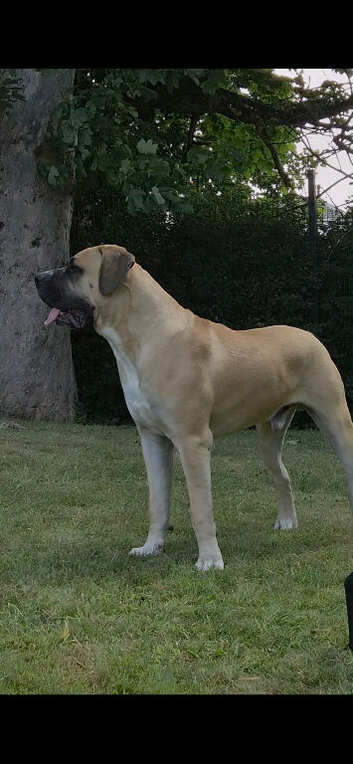 Boerboel pup