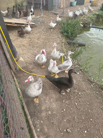 Muscovey ducks 2026
