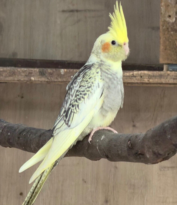 Cockatiel