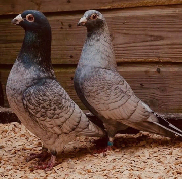 RARE COLOURED RUBELLA RACING PIGEON