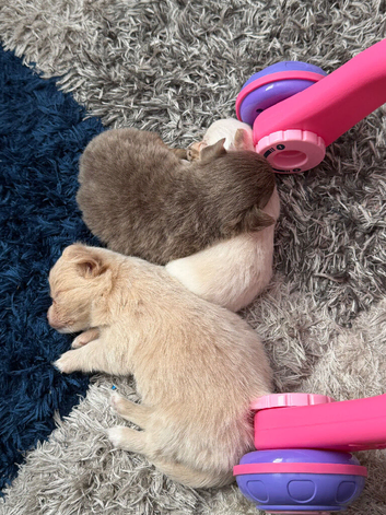 3 stunning long haired boys