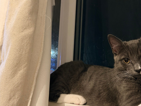Two males brothers would prefer to keep together