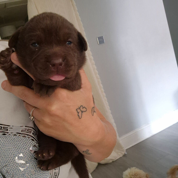 Chunky labrador puppies