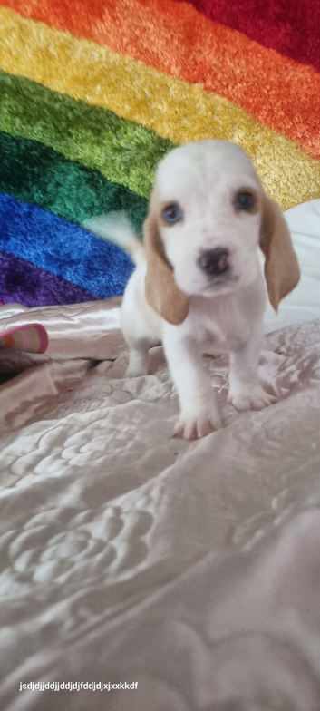 Last few remaining, Basset Hound pups for sale