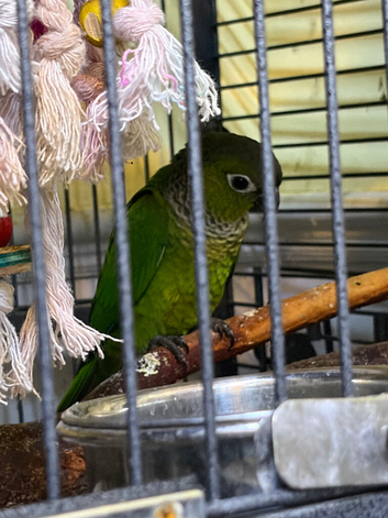 Blackhead Conyers babies for sale