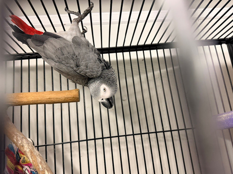 African grey male semi tame