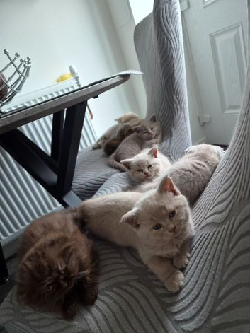 Scottish fold kittens