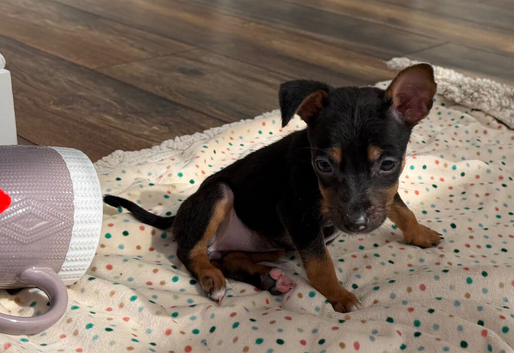 Lola ! 10 week old girl Jack Russel puppy