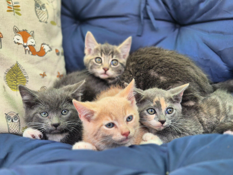 Beautiful kittens for sale