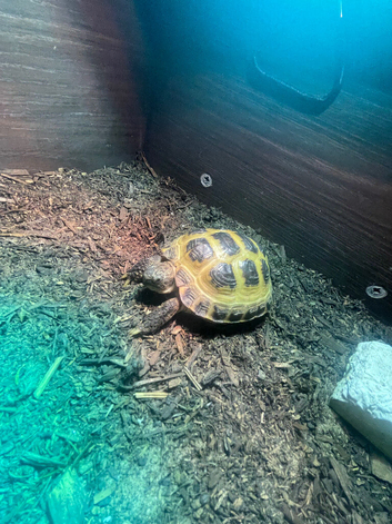 Donny the Tortoise