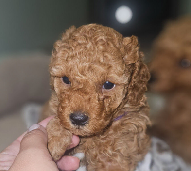 Licensed breeder, kennel club tiny red toy poodles