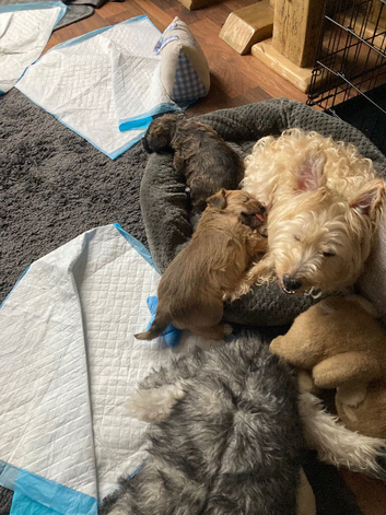 Westie cross Cairn terrier male puppies