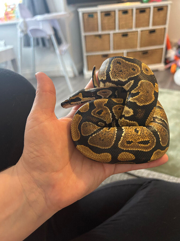 Young bull python