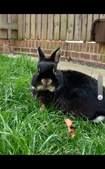 3 year old male