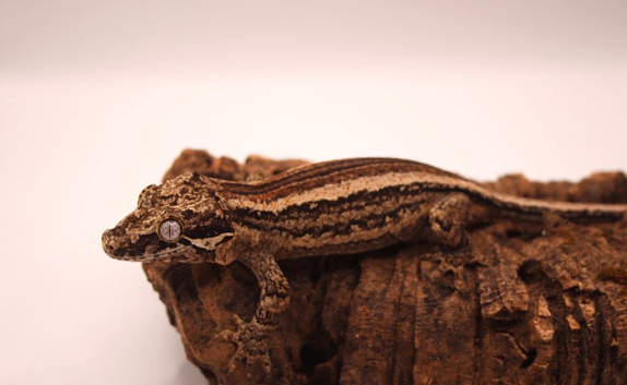 Female Gargoyle Stripe