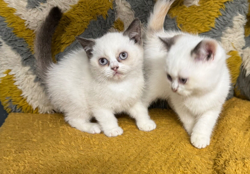 British shorthair