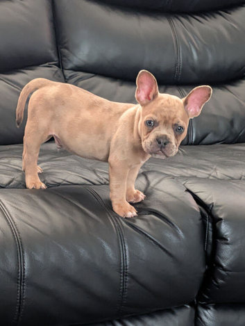 Gorgeous Frenchie x boy