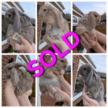 French Lops- now all sold