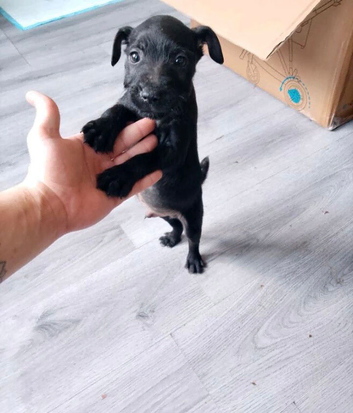 Male patterdale pup