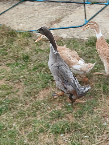 6 months old Indian runner drake