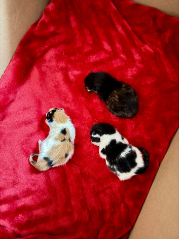 The most beautiful kittens ever