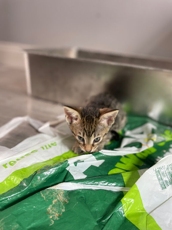 Oriental cross f5 savannah kittens