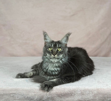 TICA active proven cats
