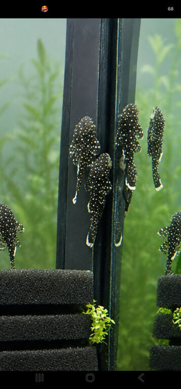 L181 Peppermint plecos