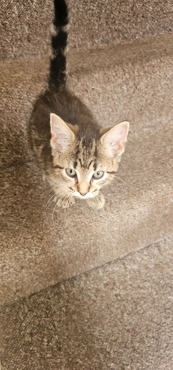 12 weeks old kitten