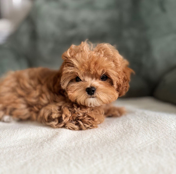 True Teacup Asian Maltipoo Girl DNA Clear